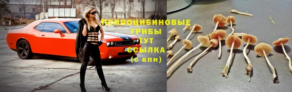 крисы Абаза